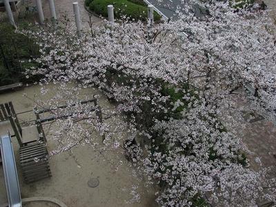 20%近所の桜.JPG